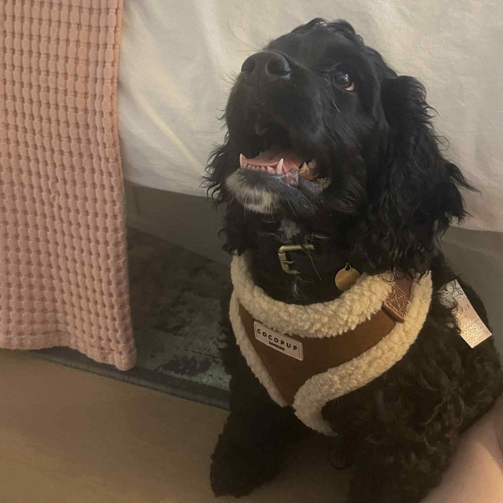 CocoPup Brown Aviator Adjustable Neck Harness